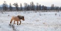 Yakut horses in Oymyakon Royalty Free Stock Photo